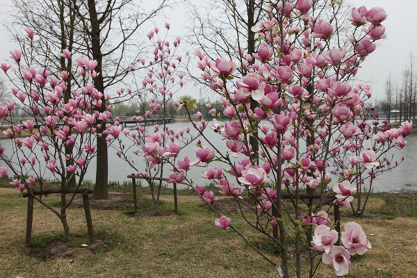 Flowers in full bloom in Chenshan Botanic Garden