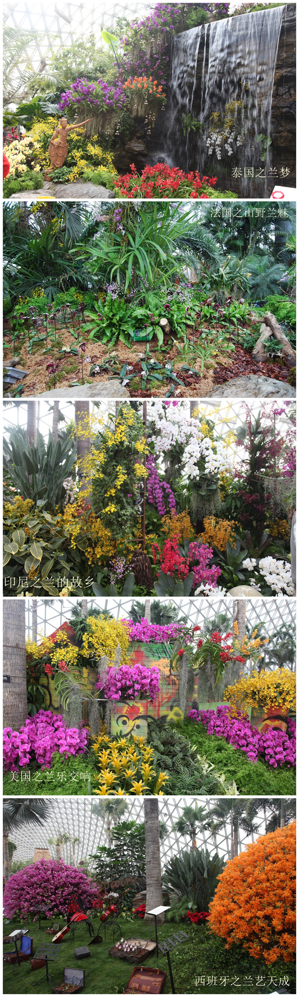 First Shanghai International Orchid Exhibition wows