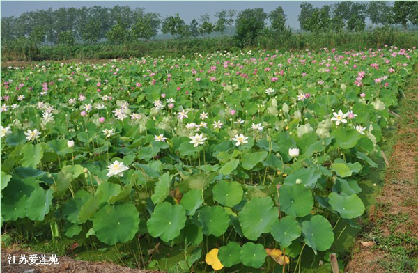 Researchers carry out investigation on lotus resources