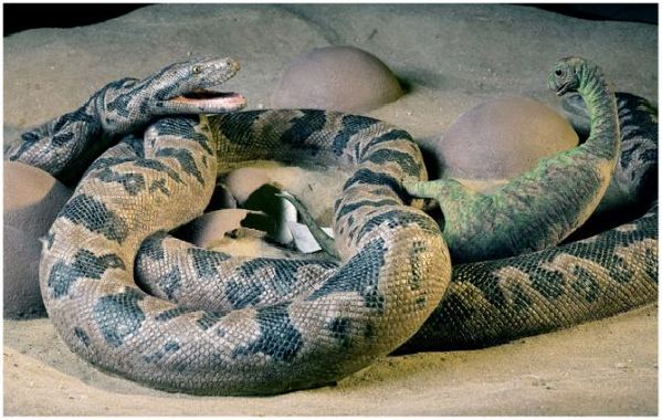 盤點全球八大珍貴化石：被壓扁的侏羅紀(jì)蜘蛛化石