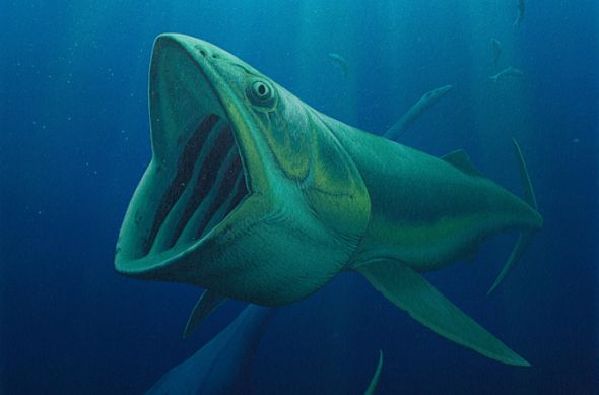 盤點(diǎn)全球八大珍貴化石:被壓扁的侏羅紀(jì)蜘蛛化石