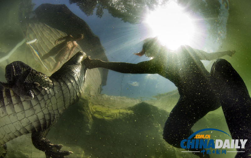 美女與野獸!妙齡女子每天與鱷魚搏斗(高清)