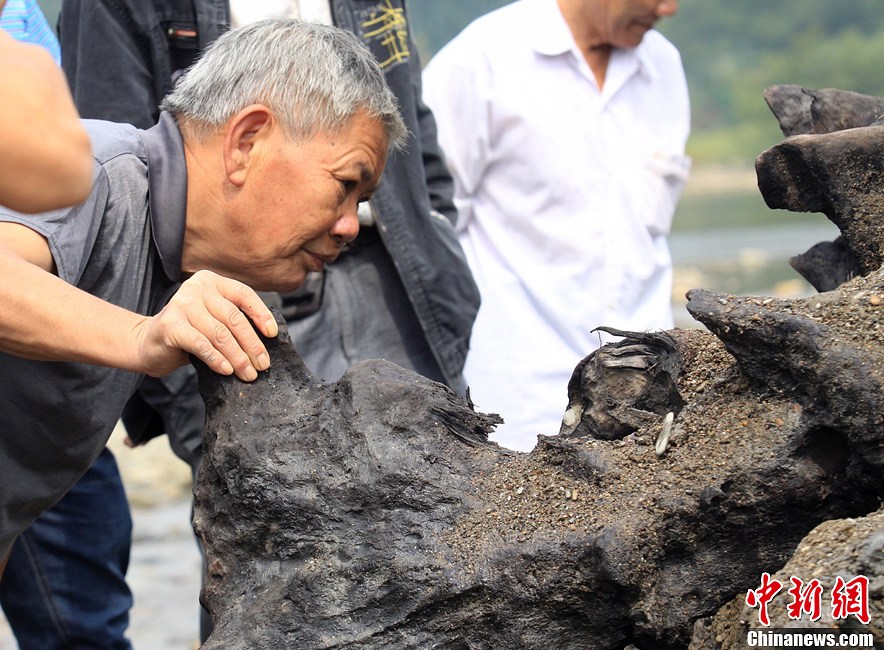 80噸重千年古樹(shù)現(xiàn)世 埋藏地下至少500年