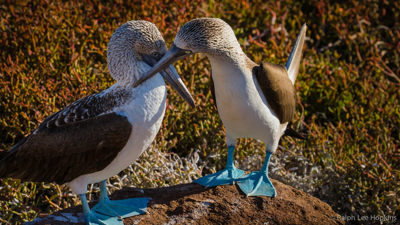 流連“最后天堂”科隆群島：海獅與人共享美景