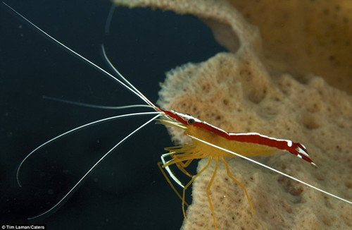 聰明男孩模仿魚類 潛入水張嘴露齒讓蝦潔牙(圖)