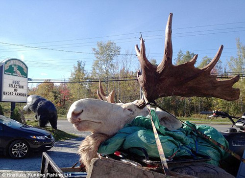 獵人射殺罕見(jiàn)白色駝鹿惹眾怒 原住民奉為神靈之物