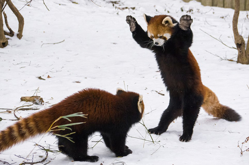 逗趣！美動(dòng)物園小熊貓雪中嬉鬧打滾(組圖)