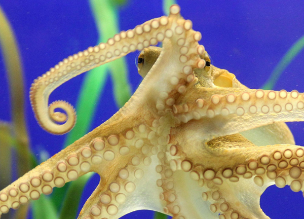 章魚保羅二世降臨